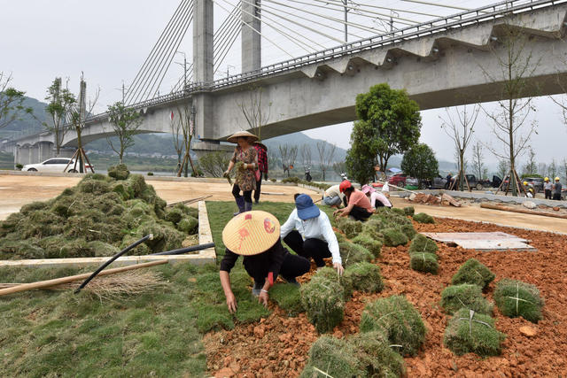 道路绿化施工忙