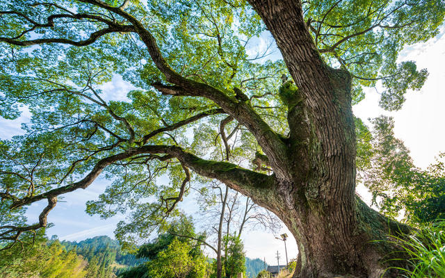 森林,树林,古树,名木,大树,珍惜植物,珍惜树,绿色,百年大树,自然,树,户外,叶子,树干,自然美,环境,风景,生长,生态,环保,枝,黄寨古树,樟树,古樟树,古树群,植物,背景