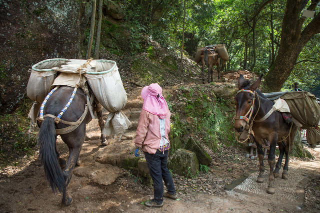 游道  女人  骡马  运输  山道  树