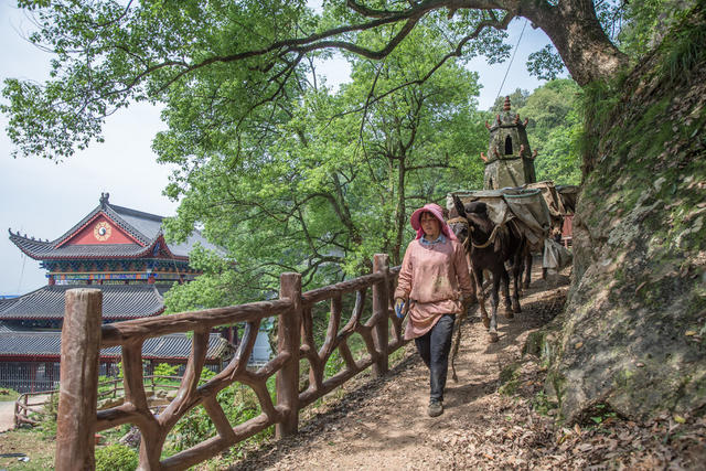 游道  女人  骡马  运输  山道  树