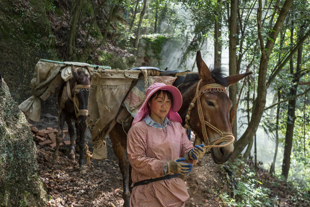 游道  女人  骡马  运输  山道  树