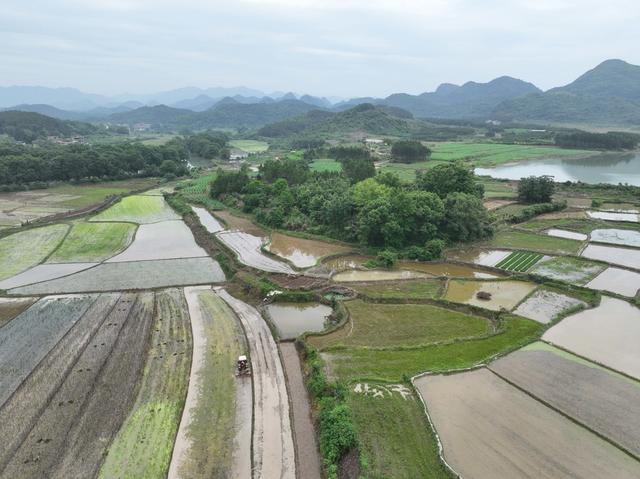 初夏
农事
早稻
道县