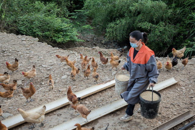 养鸡  养殖  家庭农场  乡村  致富