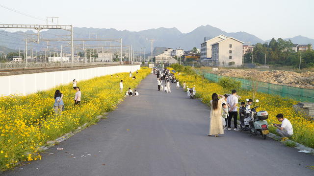 金鸡菊 打卡 