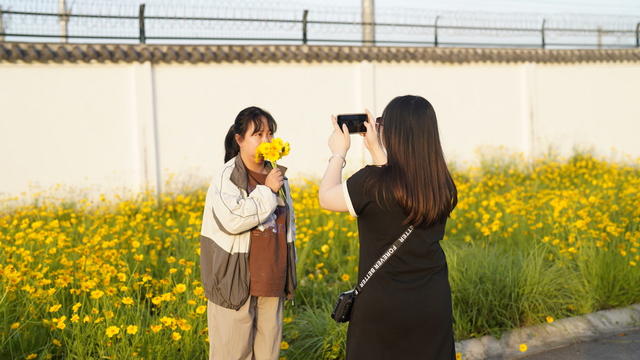 金鸡菊 打卡 