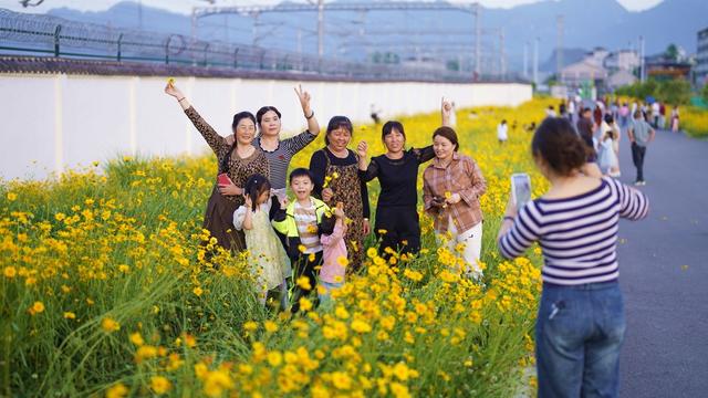 金鸡菊 打卡 