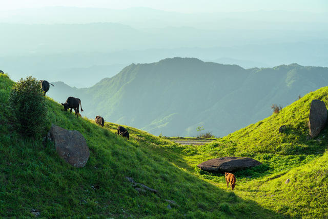 风光,风景,自然,牛群,牛,动物,黄牛,生态,环境,环保,青山,绿色,草地,高山草甸,旅行,旅游,山川,山脉,户外,夏天,夏季,高山,地形,自然美,麒麟山,放牧,牧场,放牛