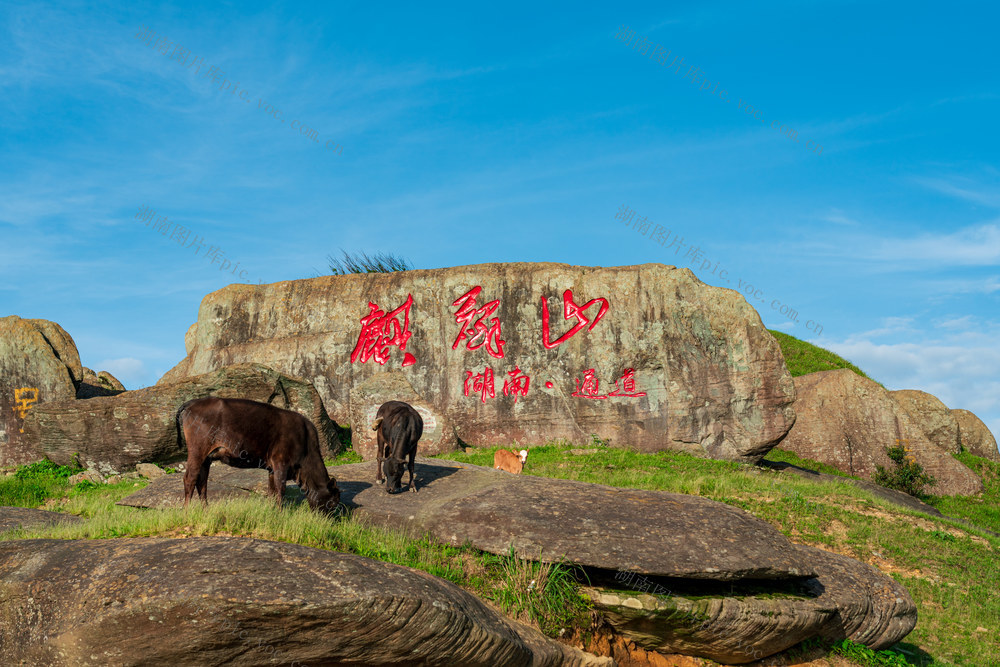 风光,风景,自然,生态,环境,环保,放牧,牛群,小黄牛,天空,背景,蓝天,麒麟山,夏天,夏季,旅行,旅游,动物,野外动物,旅游目的地,食草,动物主题,野生动物,自然美,地形,户外