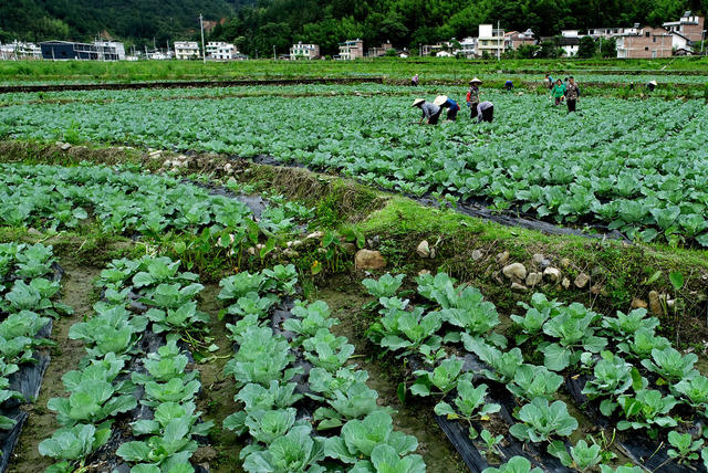 湖南桂东 蔬菜 初夏 农业企业 村民