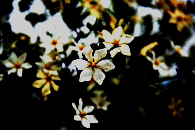 栀子花   打卡     栀子花接   观赏文旅  