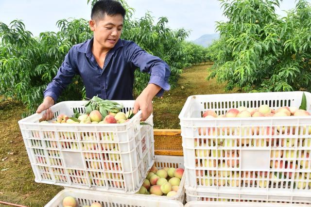 鲜桃喜丰收  果农采摘忙