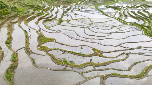 新化,梯田,水稻,插秧,