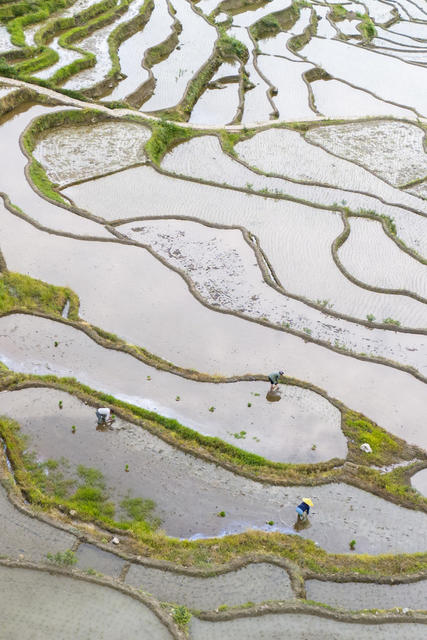 新化,梯田,水稻,插秧,