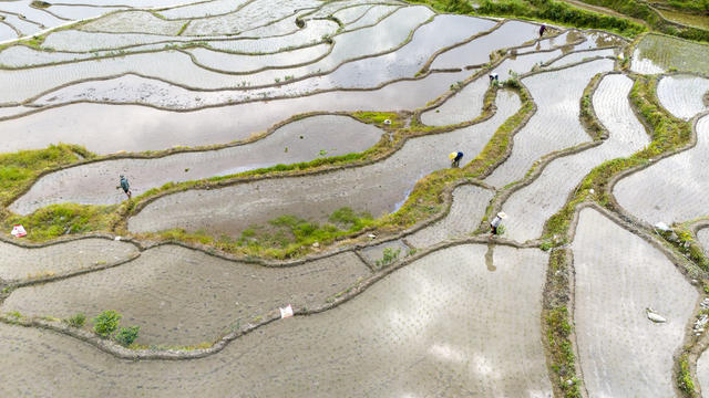 新化,梯田,水稻,插秧,