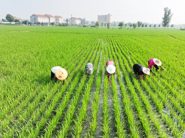 粮食生产  水稻栽培  人工薅草 生态产粮  化学危害