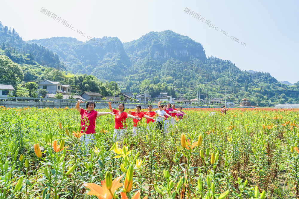 吉首市矮寨镇岩科村百合花博览园  众多游人在打卡拍照、选购花卉  昔日“岩壳”地，今日百花园