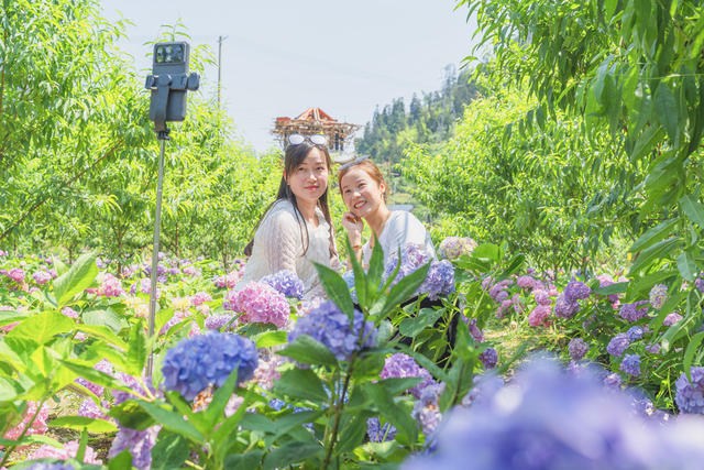 吉首市矮寨镇岩科村百合花博览园  众多游人在打卡拍照、选购花卉  昔日“岩壳”地，今日百花园