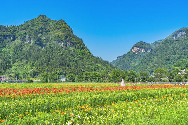 吉首市矮寨镇岩科村百合花博览园  众多游人在打卡拍照、选购花卉  昔日“岩壳”地，今日百花园