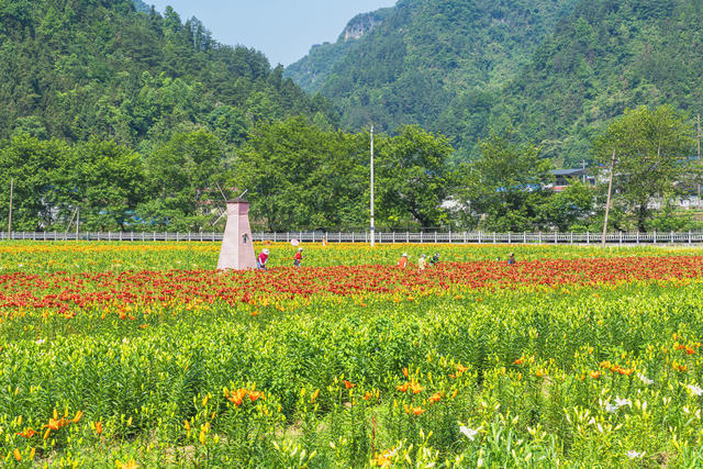吉首市矮寨镇岩科村百合花博览园  众多游人在打卡拍照、选购花卉  昔日“岩壳”地，今日百花园