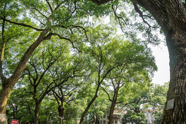香樟  古树  千年  八百年   古树群  城市  老城区