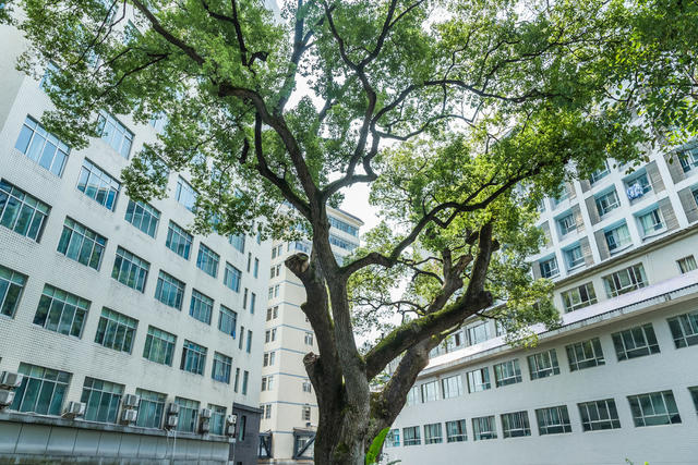 香樟  古树  千年  八百年   古树群  城市  老城区