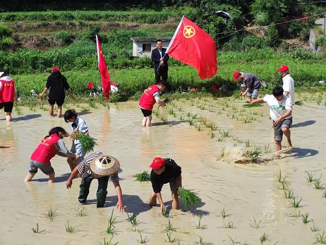 助农插秧 凤凰县 志愿服务