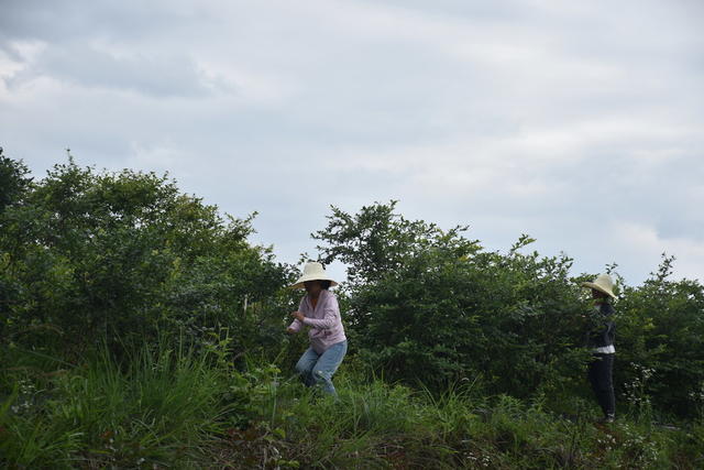 蓝莓熟 采摘乐