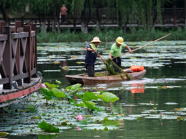 桃子湖，清理水草，保护环境