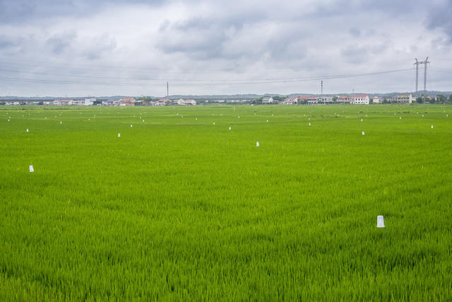 农业 水稻 粮食生产 万亩综合示范片 湖南 岳阳