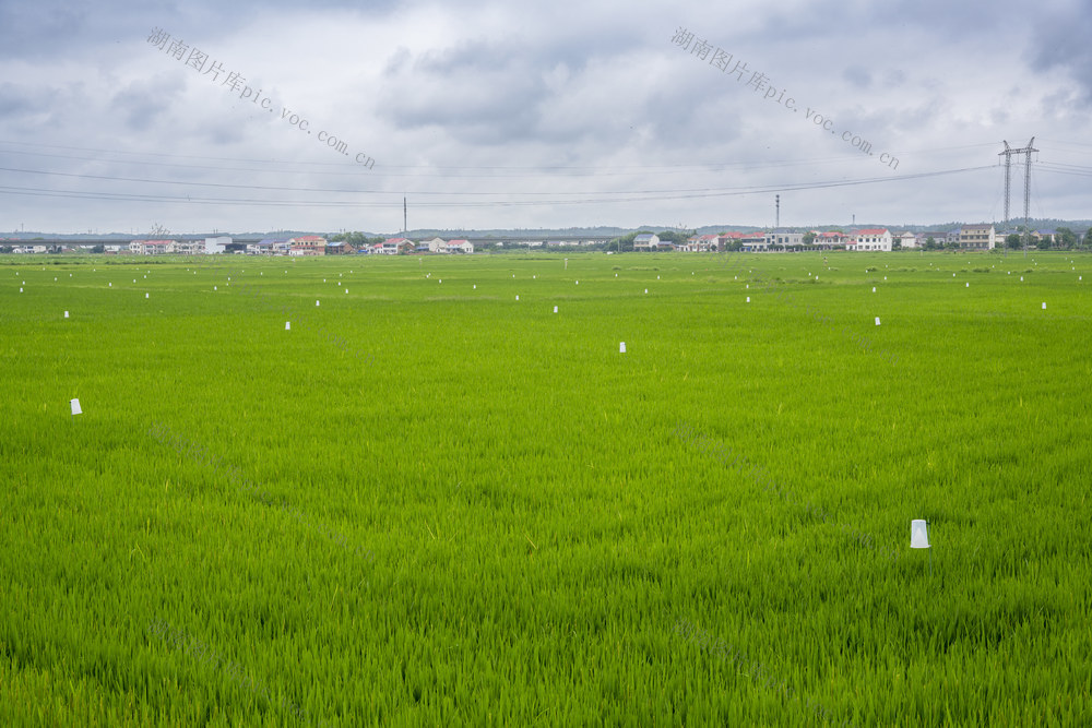 农业 水稻 粮食生产 万亩综合示范片 湖南 岳阳