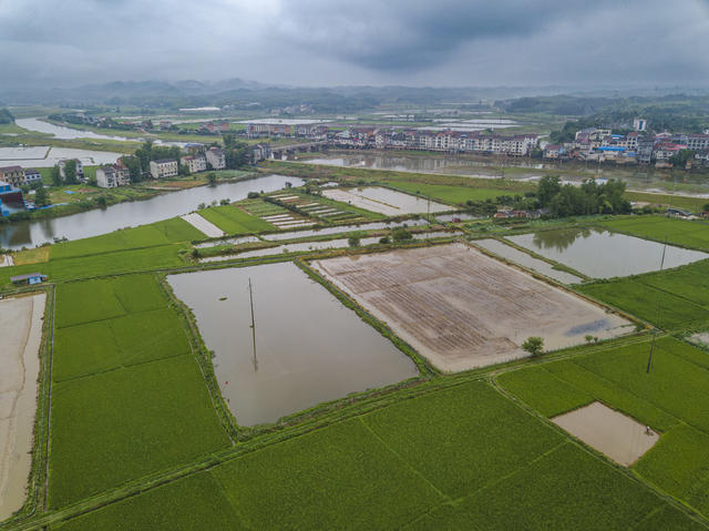 农业 湖南 岳阳 临湘 聂市镇 黄盖村 水稻 种植示范片