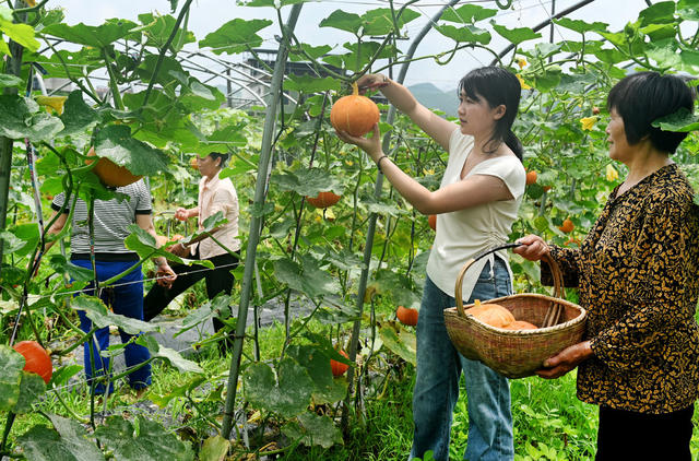 空中种植  种植业  瓜果 南瓜  农业  农村  蔬菜  合作社  基地 采摘