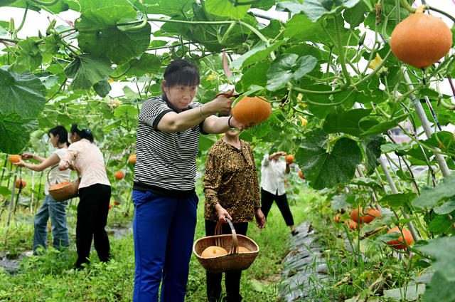空中种植  种植业  瓜果 南瓜  农业  农村  蔬菜  合作社  基地 采摘