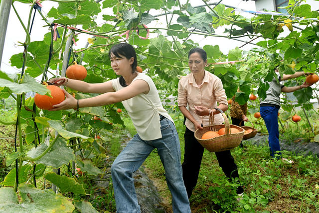 空中种植  种植业  瓜果 南瓜  农业  农村  蔬菜  合作社  基地 采摘