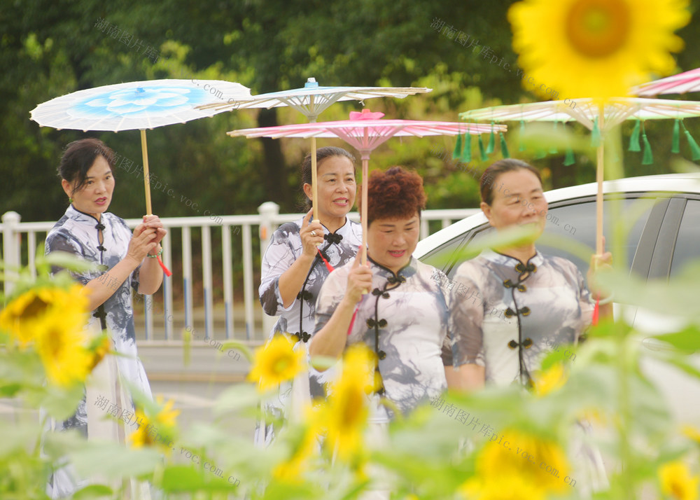 嘉禾：路边向日葵  花开成美景