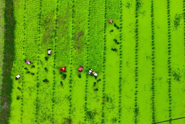 水稻、农业、制种、夏种、农民