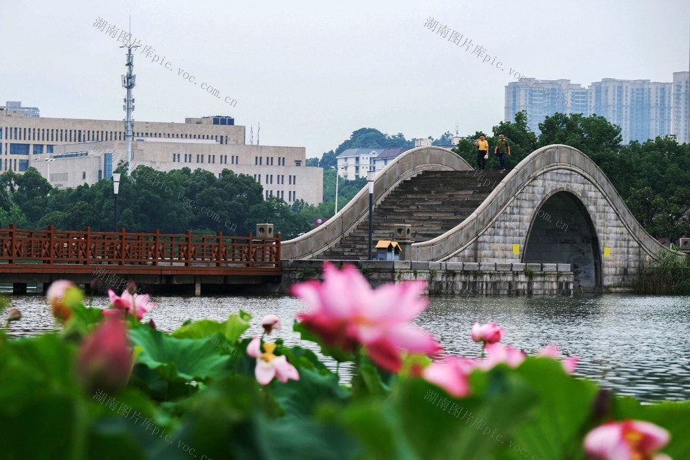 月湖公园，赏荷