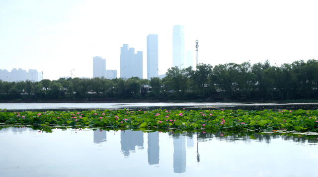 清理，桃子湖，水草，保护环境