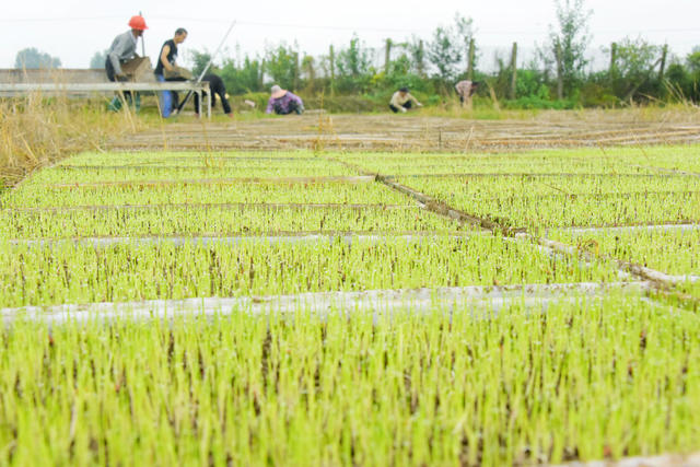 农业  粮食生产  晚稻播种  机械化  合作社  家庭农场  集中育秧。