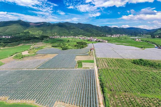 乡村 田园 产业 农业 三农 农村 夏日