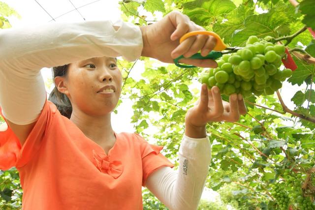  夏管葡萄保增收