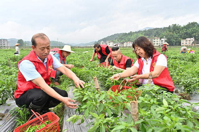 党*员*志*愿*者*采*摘*辣*椒*助农