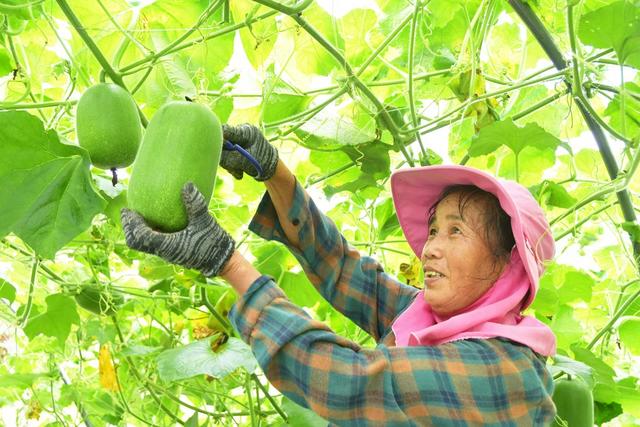  采收蔬菜供港澳