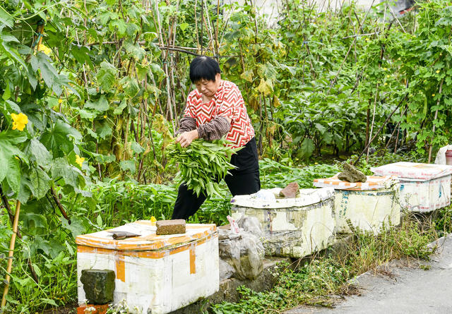 雨天 菠菜 市场供应
