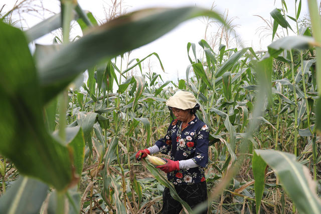 水灾 抢收 玉米