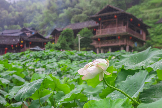 湖南，湘西，荷花，古寨，飘香