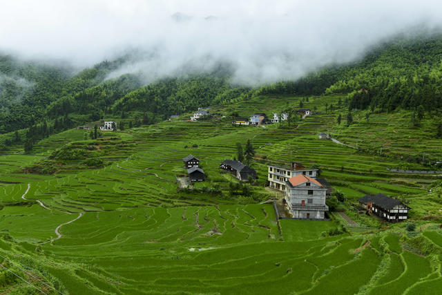 梯田  水稻  山村