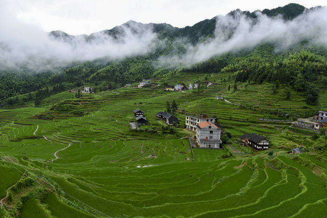 梯田  水稻  山村