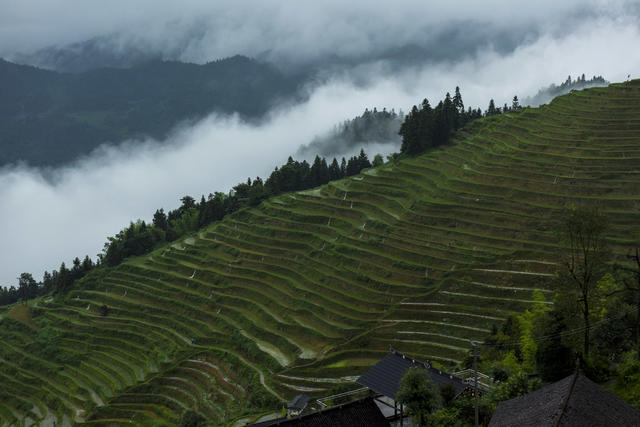 梯田  水稻  山村