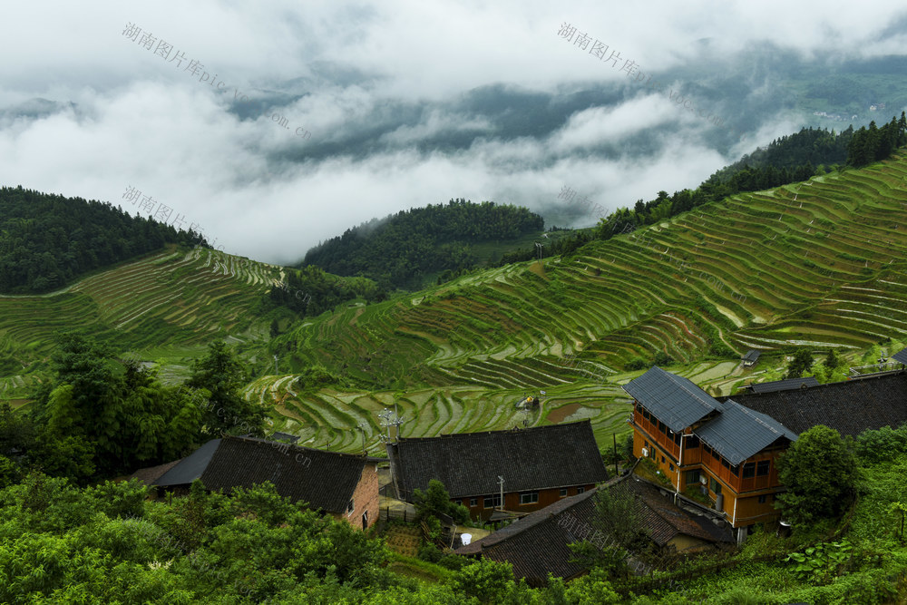 梯田  水稻  山村